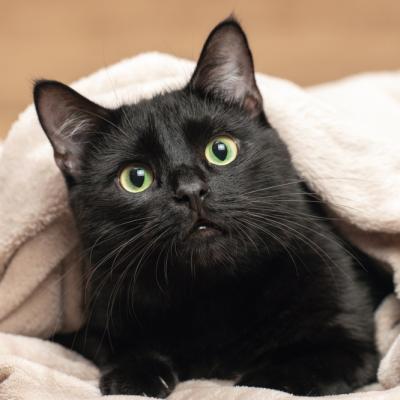 250+ nume de pisici băieți/fete. Alege numele ghemotocului tău! 