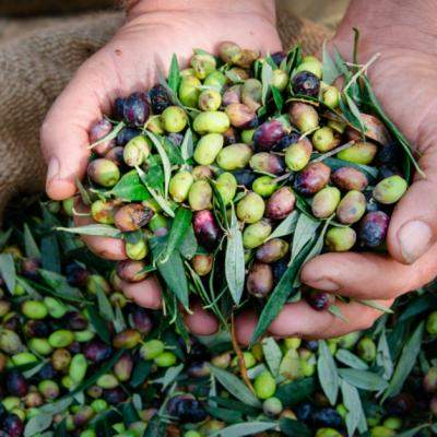 Care sunt cele mai sanatoase masline?