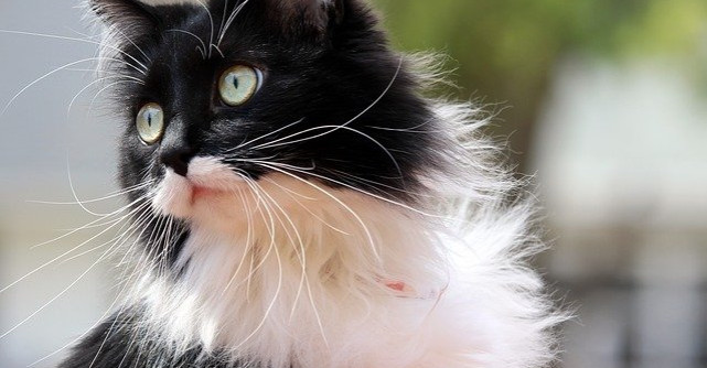 3 trucuri pentru a avea o pisică sănătoasă și fericită