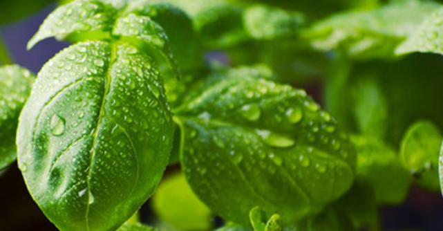 Cele 5 plante minune pe care le ai in bucatarie!