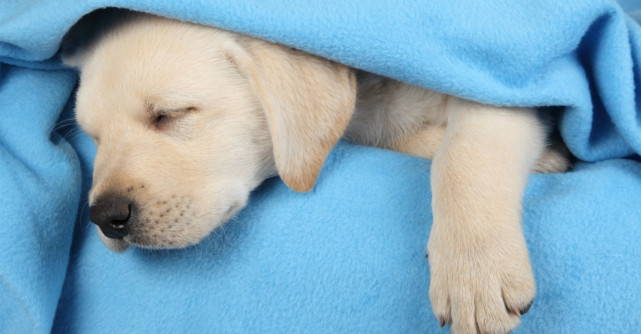 Ce viseaza cainii cand dorm?