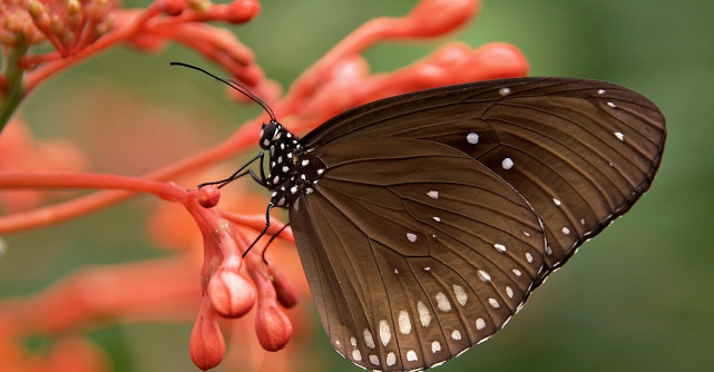 Atunci când omida credea ca lumea se sfârșește, s-a transformat într-un fluture