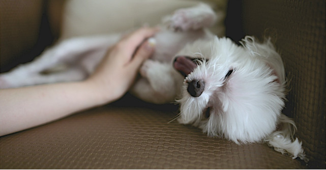 5 trucuri eficiente pentru a avea grija de un catel senior