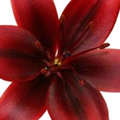 NOUA UNSPE și OSCAR colaborează pentru prima dată și lansează ANGELINA JOLIE