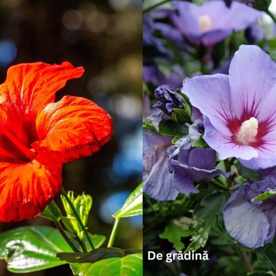 Întreținerea hibiscusului la temperaturi scăzute – 5 pași practici pentru sezonul rece 