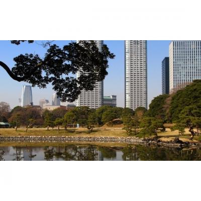 SAKURA - Festivalul Florilor de Cires in JAPONIA