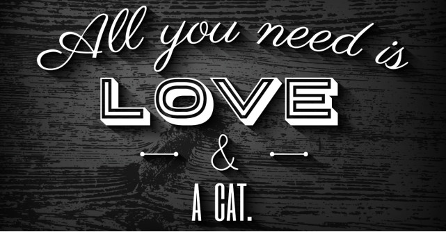 4 tricouri amuzante pentru iubitorii de pisici