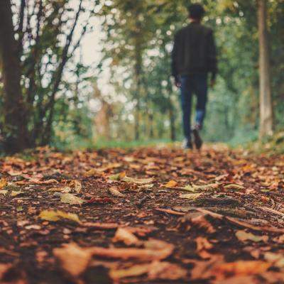 Care sunt cele mai îndrăgite flori de toamnă