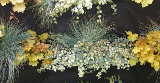 Cum poti folosi gradinile verticale in locuinta