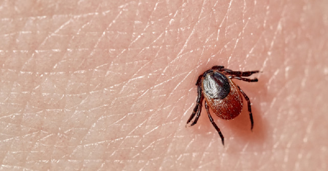 Mușcătura de căpușă în sarcină: ce este de făcut?