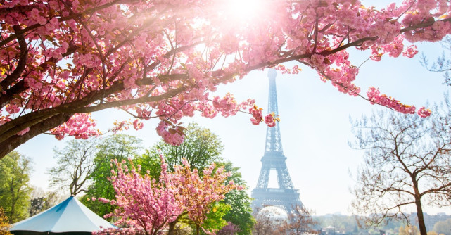 Sakura în Europa. 7 destinații europene unde românii pot admira cireși înfloriți ca în Japonia