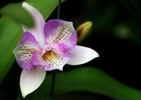 Secretele orhideelor: cum să îngrijești corect cea mai elegantă floare de interior
