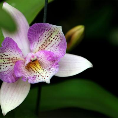 Secretele orhideelor: cum să îngrijești corect cea mai elegantă floare de interior