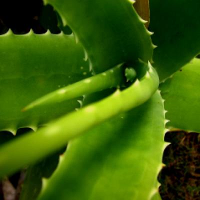 14 Beneficii tamaduitoare cu Aloe Vera