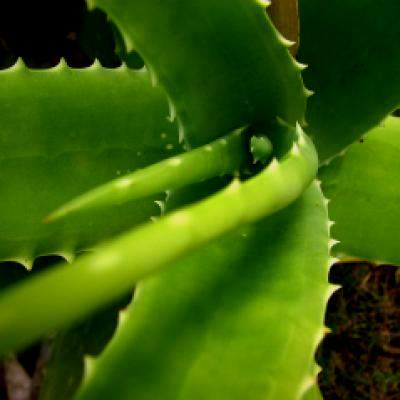 14 Beneficii tamaduitoare cu Aloe Vera