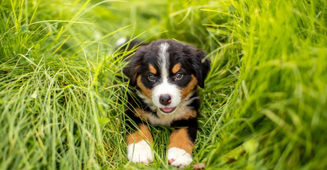 280+ Nume de câini băieți/fete. Alege numele patrupedului tău!