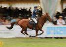 Karpatia Horse Show 2026: ultimele detalii despre cel mai important concurs ecvestru din România