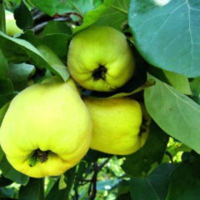 Mai mult de jumatate dintre romani consuma fructe intre mese 