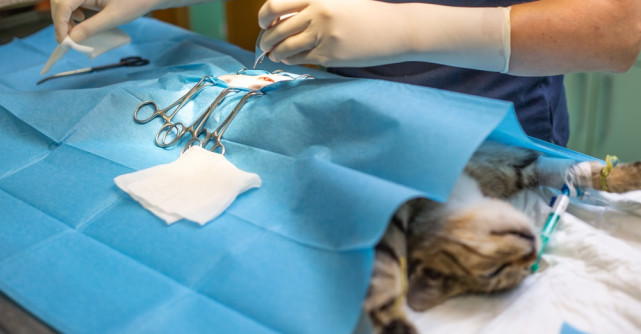 Importanța sterilizării la pisici