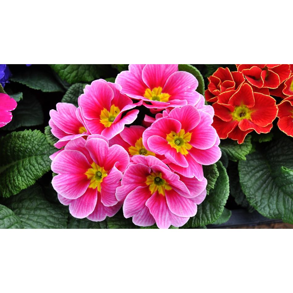  Despre primavara si femei