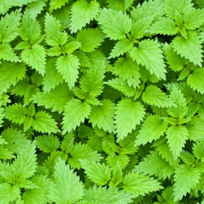 Tratamente naturiste: Remedii pentru cei care au probleme cu pancreasul