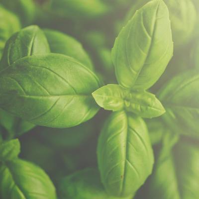 Busuiocul, izvor de sănătate: Ce beneficii are, cum îl crești și cum te poți bucura de aroma lui