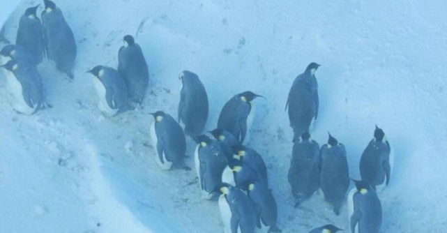 Cameramanii de la BBC Wildlife au intervenit pentru a salva zeci de pinguini dintr-o râpă