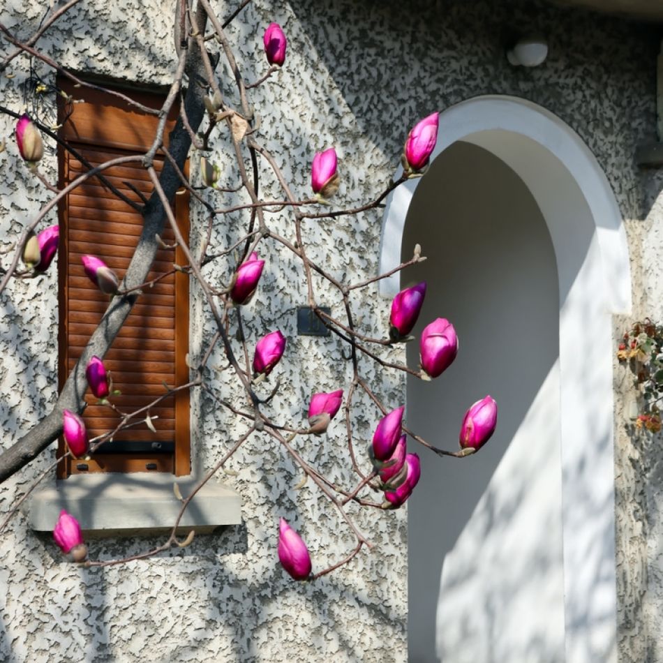 Harta Magnoliilor în București: Când înfloresc minunatele flori și unde le poți vedea pe cele mai spectaculoase?
