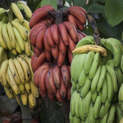 Ce sunt, de fapt, bananele rosii. Ai manca un astfel de fruct?