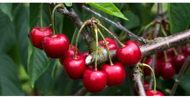 Efectele benefice ale ceaiului de cozi de cirese
