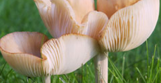 Cordyceps sinensis - beneficiile miraculoase ale ciupercii nepaleze