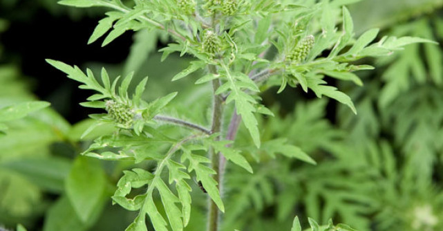 Aceasta este cea mai ALERGENICA buruiana din Romania!