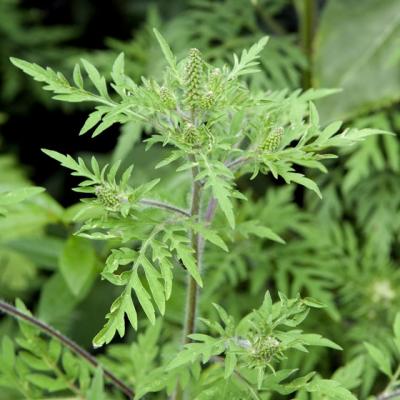 Aceasta este cea mai ALERGENICA buruiana din Romania!