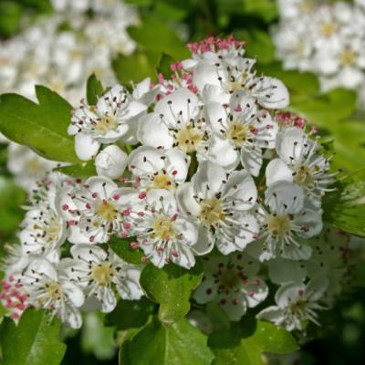 Planta care ne scuteste de cardiolog. Cum prepari infuzia miraculoasa