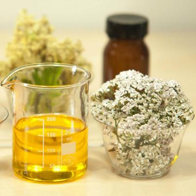 Coada Soricelului, regina plantelor medicinale din Romania