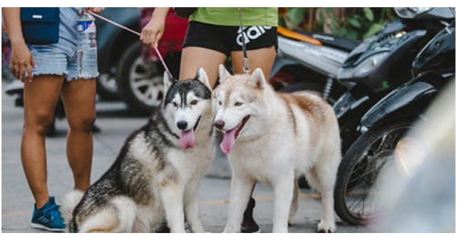 Ponturi de la veterinar atunci când călătorești cu animalul de companie