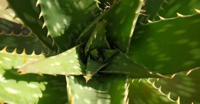 Aloe vera: Efecte miraculoase asupra sanatatii