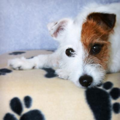 Vedetele sar in ajutorul cainilor maidanezi