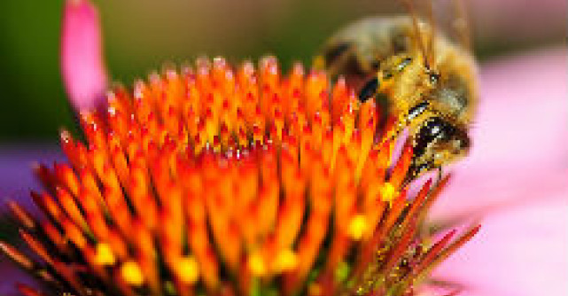 Virtutile terapeutice ale temutului venin de albine