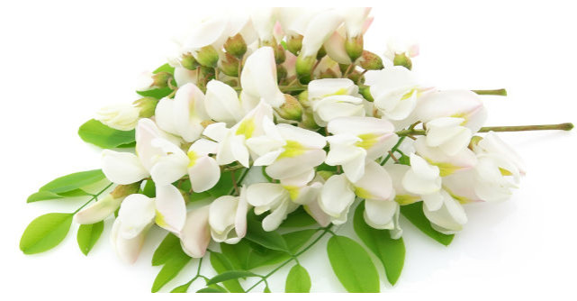 Tratamente naturiste cu flori de salcam: Combat stresul, migrenele si tulburarile digestive