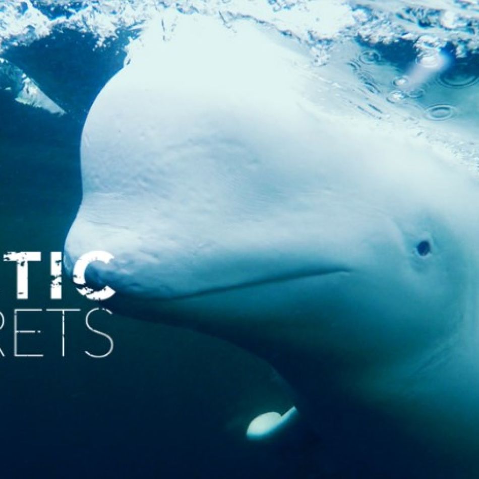 NOUTĂȚI ÎN APLICAȚIA FOCUS SAT:  SERIALELE C.A.U.G.H.T. ȘI NOAPTE ÎN PARADIS,  ALĂTURI DE ZECI DE DOCUMENTARE LOVE NATURE VOD