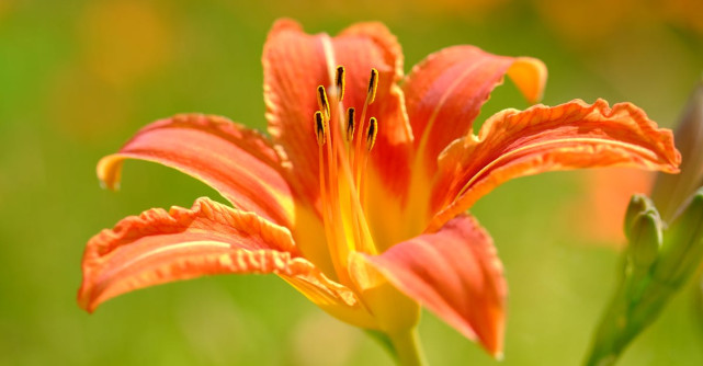 Top 5 flori perene de grădină care îți înfrumusețează spațiul