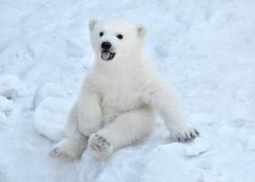 VIDEO: Clipul VIRAL care îți va topi inima: O focuță curioasă sperie și dă pe spate un pui de urs polar!