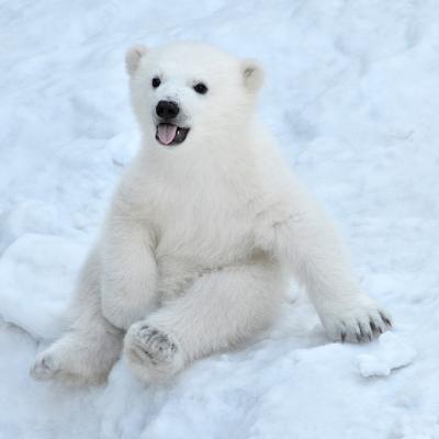 VIDEO: Clipul VIRAL care îți va topi inima: O focuță curioasă sperie și dă pe spate un pui de urs polar! 