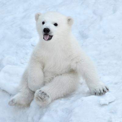 VIDEO: Clipul VIRAL care îți va topi inima: O focuță curioasă sperie și dă pe spate un pui de urs polar! 
