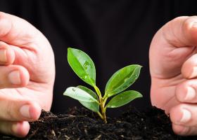 Secretul plantelor de apartament mereu verzi: Ghidul complet pentru fertilizarea corectă și alegerea unui ingrasamant potrivit
