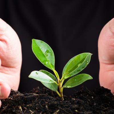 Secretul plantelor de apartament mereu verzi: Ghidul complet pentru fertilizarea corectă și alegerea unui ingrasamant potrivit