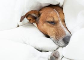 Recuperarea după o intervenție chirurgicală de urgență: sfaturi și recomandări pentru proprietarii de animale