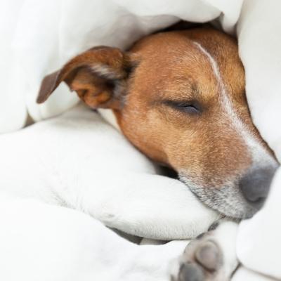 Recuperarea după o intervenție chirurgicală de urgență: sfaturi și recomandări pentru proprietarii de animale 