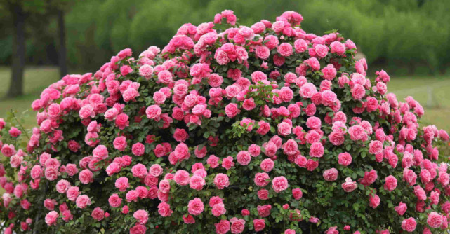 Semnificația trandafirilor în cultura spaniolă